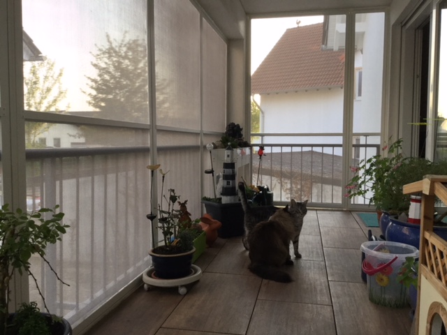 Siegel Flyscreens Insektenschutzgitter als Katzenschutz und Vögel für Dachflächenfenster