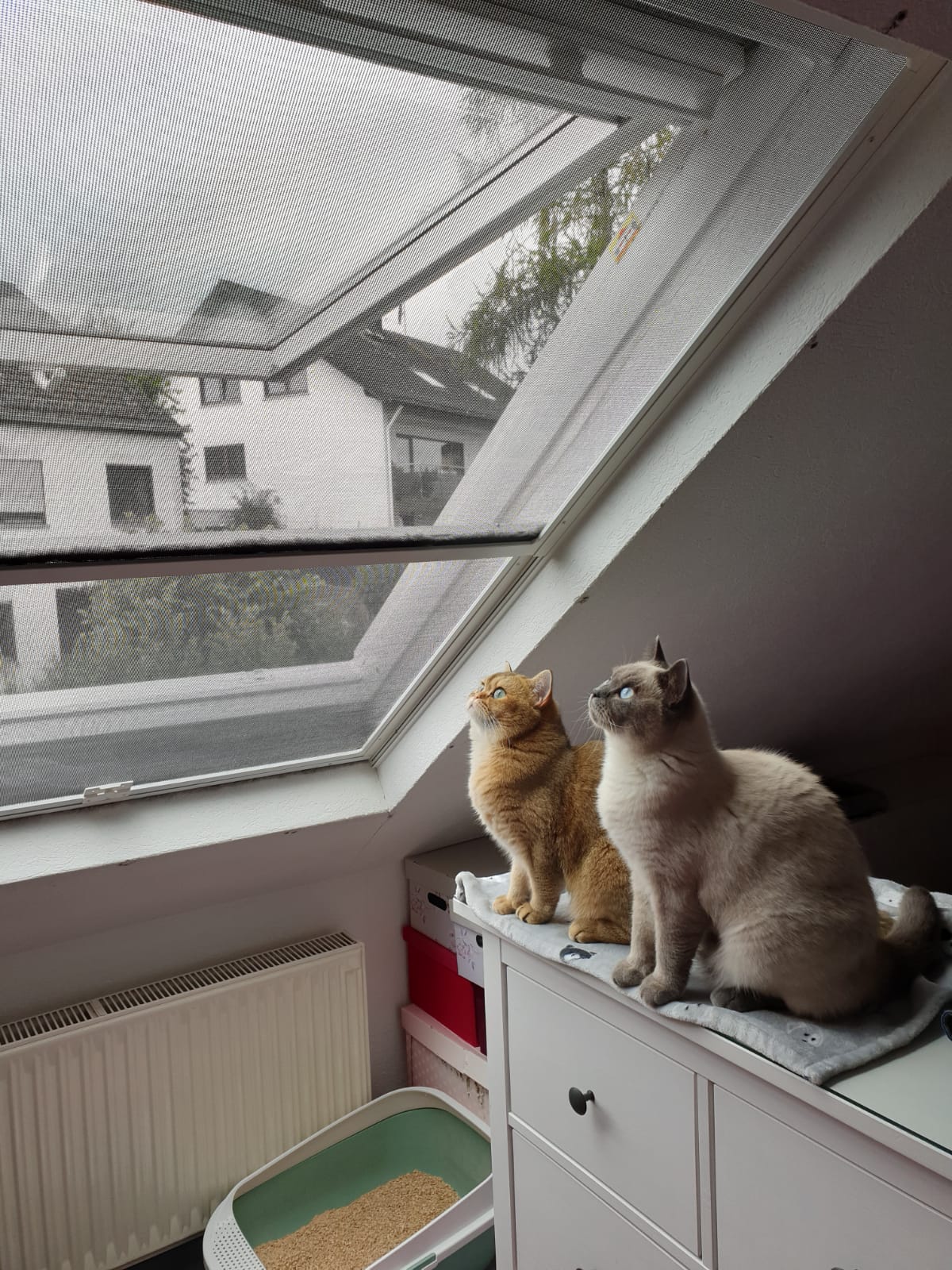 Siegel Fliegengitter Dachflächenfenster mit Katzenschutz ! 